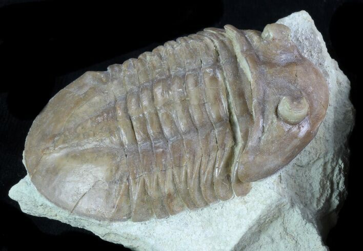 Asaphus (New Species) Trilobite - Russia #89057